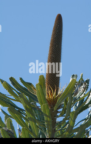 Slender Banksia (Banksia attenuata) inflorescence in bud, Fitzgerald River N.P., Western Australia, October Stock Photo