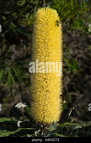 Slender Banksia (Banksia attenuata) inflorescence, flowers fully opened, Fitzgerald River N.P., Western Australia, October Stock Photo