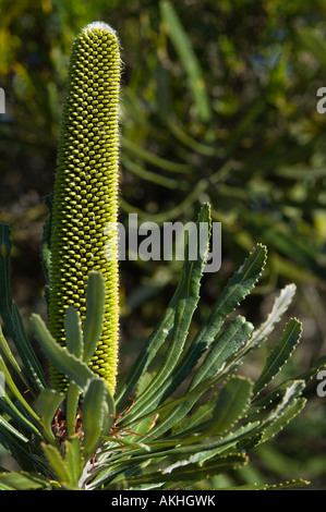 Slender Banksia (Banksia attenuata) inflorescence in bud, Fitzgerald River N.P., Western Australia, October Stock Photo