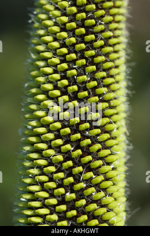 Slender Banksia (Banksia attenuata) inflorescence in bud, Fitzgerald River N.P., Western Australia, October Stock Photo