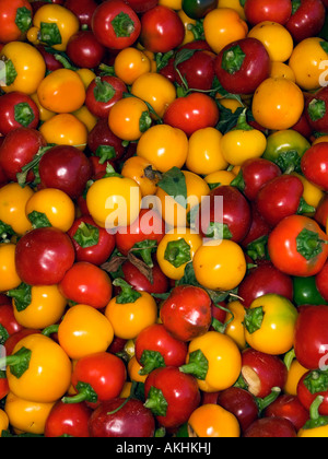 Peppers, Peppers festival, Carmagnola, Piedmont, Italy Stock Photo