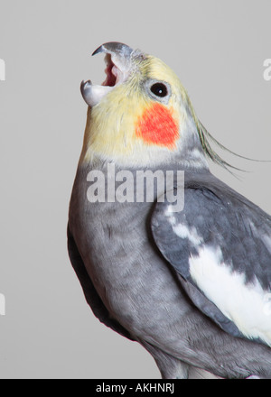 Cockatiel (Nymphicus hollandicus) Stock Photo