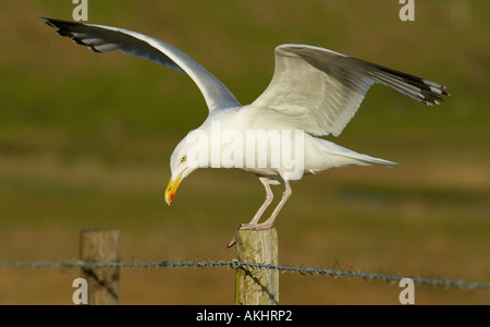 A Sea Full landing on a fence Stock Photo