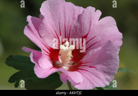 Hibiscus sinosyriacus 'Lilac queen' Stock Photo