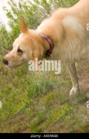 A yellow lab shakes off water after going for a swim Stock Photo