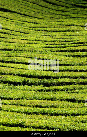 Patterns in a tea field on the Island of Sao miguel The Azores Stock Photo