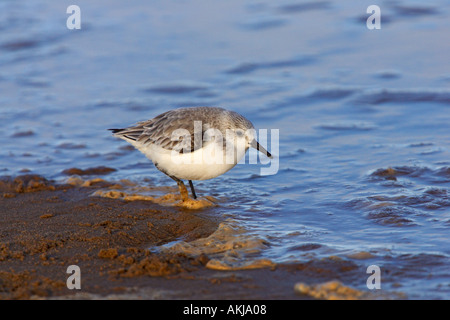 Sanderling Calidris alba At waters edge searching for food donna nook lincolnshire Stock Photo