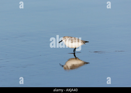 Sanderling Calidris alba Standing in water with reflection donna nook lincolnshire Stock Photo