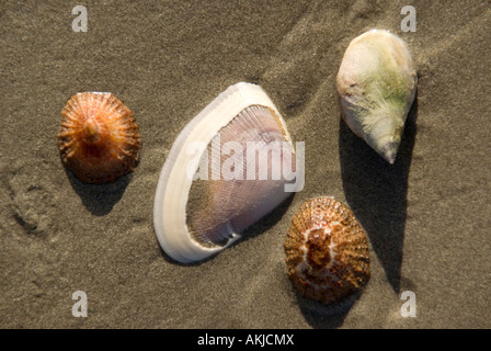 Sea shells on beach at South African fishing village of Paternoster on Atlantic coast Stock Photo