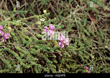 Claw Flower- Melaleuca pulchella- Family Myrtaceae Stock Photo