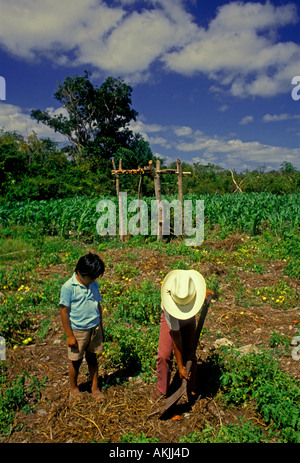 2 two Mexican boys, Mayan boys, boys harvesting tomatoes in the town of Tulum in Quintana Roo State in Yucatan Peninsula in Mexico Stock Photo