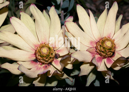 Leucadendron tinctum male flower-Spicy Conebush-Family Proteaceae-Leucadendron group called Sun Conebushes- Status Rare Stock Photo