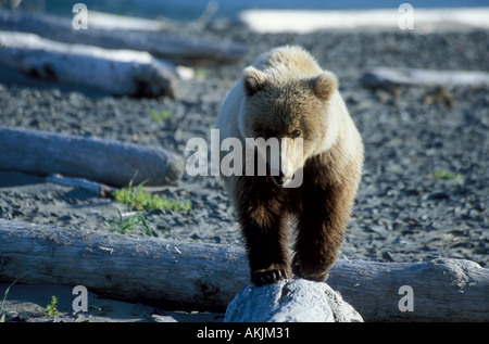 Young Brown Bear Ursus arctos walking on drift wood on Big River bay Katmai National Park Alaska USA Stock Photo
