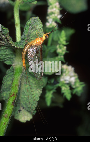 Mayfly, Order Ephemeroptera. At rest on leaf Stock Photo