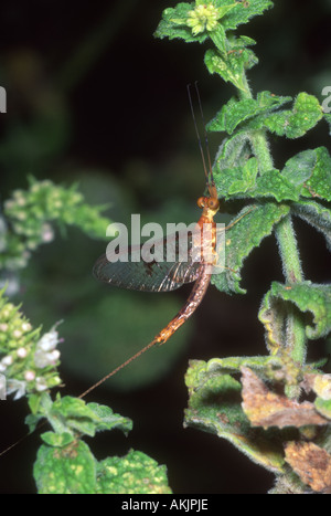 Mayfly, Order Ephemeroptera. At rest on leaf Stock Photo