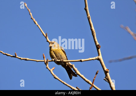 Female White winged Crossbill perched in tree Stock Photo