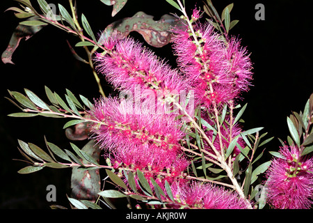 Callistemon cultivar 'Eureka'- Family Myrtaceae Stock Photo