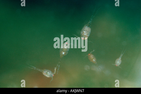 Freshwater Copepods, Cyclops sp. Underwater Stock Photo