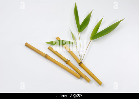 Bamboo (Bambusa sp.), stem with leaves, studio picture Stock Photo
