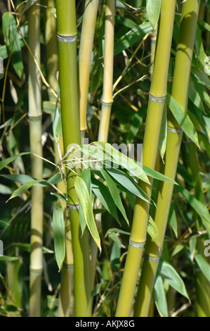 Bamboo Bambusa sp leaves and stems Stock Photo