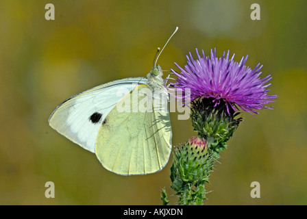 Large White (Pieris rapae) sucking nectar from flowering Thistle (Cirsium sp.)