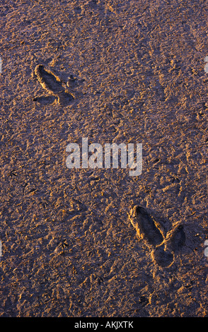 Emu footprints in mud South Australia Stock Photo