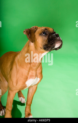 Profile of dog begging Stock Photo