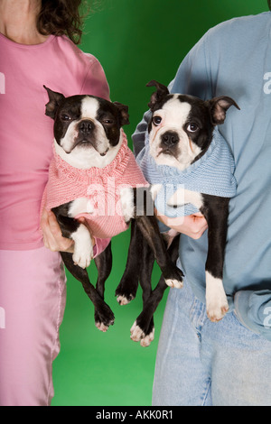 Portrait of two dogs wearing sweaters and being held Stock Photo