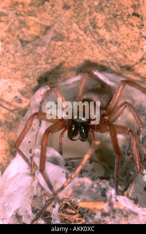 Stone Spider, Drassodes lapidosus. Fangs Stock Photo