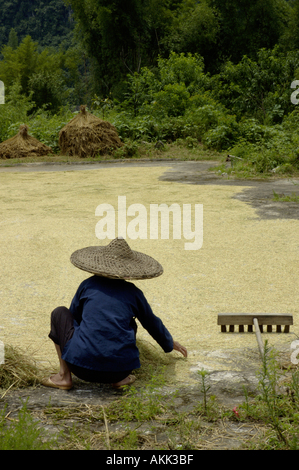 China Guangxi Yangshuo Old Woman Checking Harvested Rice Drying On The Ground Floor Stock Photo