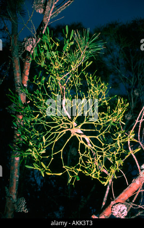 Mistletoe, Viscum album. With berries. Parasiting a Pine Tree Stock Photo