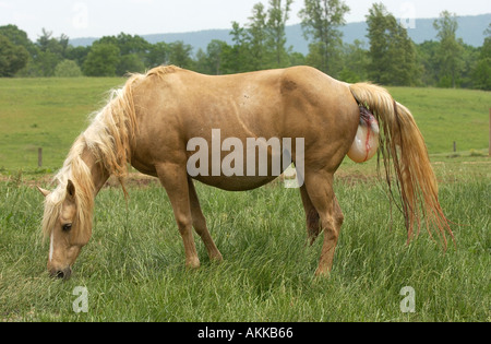 Quarter horse mare giving birth  Stock Photo