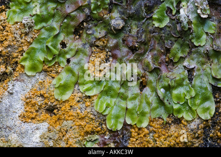 A common liverwort, the Great Scented Liverwort, or Snakeskin liverwort, Conocephalum conicum growing on a stone wall, Derbyshire, Stock Photo