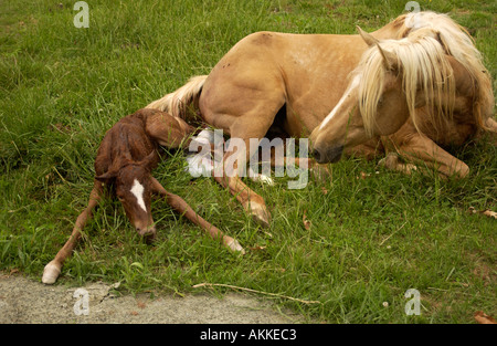 Quarter horse mare and fillie after just giving birth to her  Stock Photo