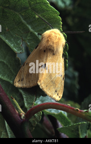 Buff ermine moth Spilosoma luteum Stock Photo