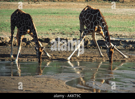 Reticulated Giraffe drinking at the Uaso Nyiro River Samburu National Reserve Kenya East Africa Stock Photo