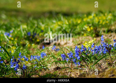 Scilla siberica and Gagea lutea growing on a lawn Stock Photo