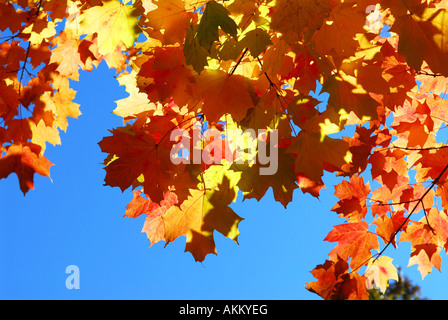 Red fall glowing maple tree leaves on blue sky background Stock Photo