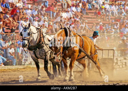 Spectators at a draft horse pulling competition, Fryeburg Fair ...