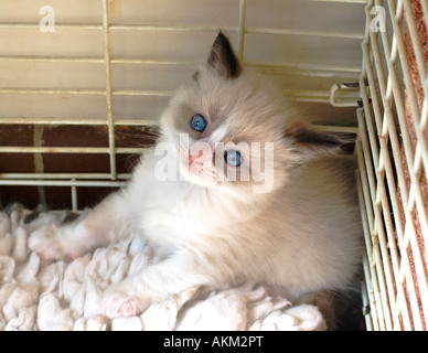 A young Ragdoll female kitten temporarily isolated in England UK EU. Stock Photo