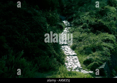 cobbled path in back lit in green shrubbery National Park Cinque Terre Liguria Italy Stock Photo
