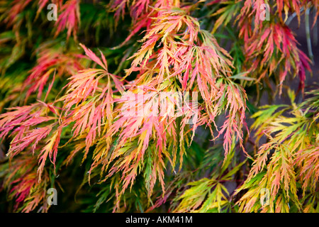 Autumn Japanese acer palmatum dissectum leaves taken in Westonbirt Arboretum, Tetbury, Gloucestershire, England, UK Stock Photo