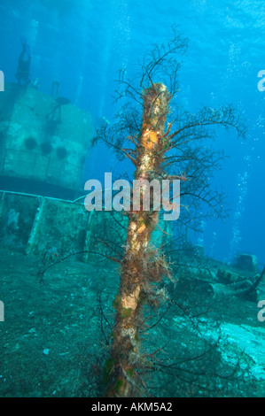 Growth on stanchion on C53 shipwreck Cozumel Mexico Stock Photo