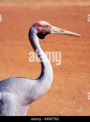 close-up portrait of the Brolga ( Grus rubicunda ) Australian native crane Stock Photo