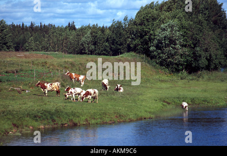 Ayrshire cows on field Stock Photo
