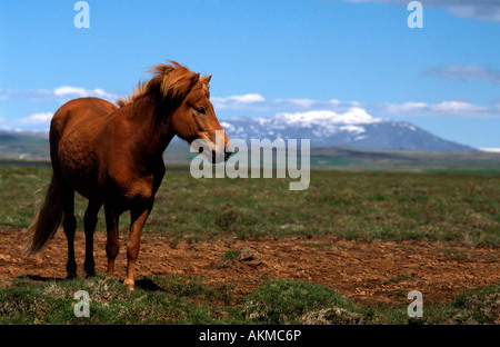 PICTURE CREDIT DOUG BLANE Horse in Iceland Stock Photo