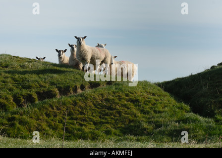 Sheep on Offa's Dyke near Springhill on the English and Welsh border, UK Stock Photo