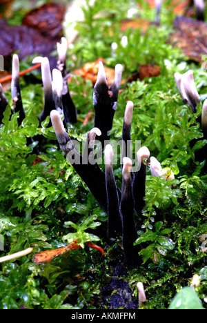 Candlesnuff Fungus, Xylaria hypoxylon, in woodland, Warwickshire, England, UK Stock Photo