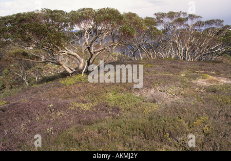 Snow Gums Eucalyptus pauciflora in an alpine meadow Alpine National Park Australia Stock Photo