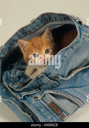 Ginger Kitten in Blue Jeans Stock Photo